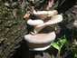 Nyári laskagomba (Pleurotus pulmonarius), Vértes. Világos színű, kagyló formájú kalap, vékony kalapbőr